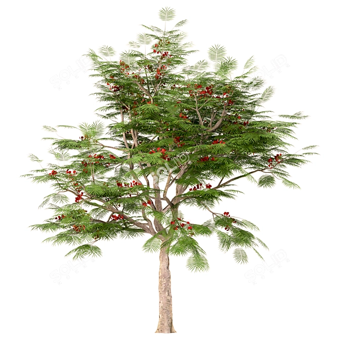 Flamboyant Trees Set: 3 Magnificent Royal Poinciana 3D model image 2