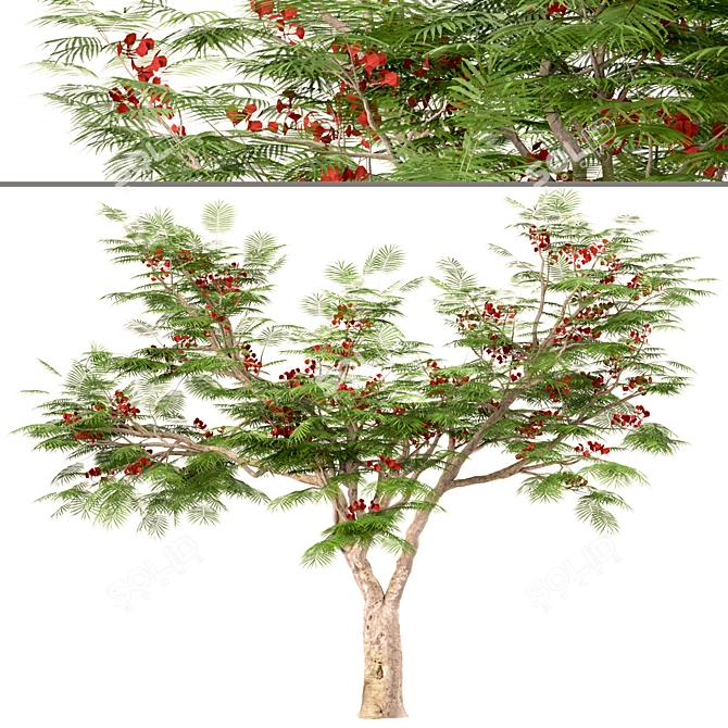 Flamboyant Trees Set: 3 Magnificent Royal Poinciana 3D model image 5