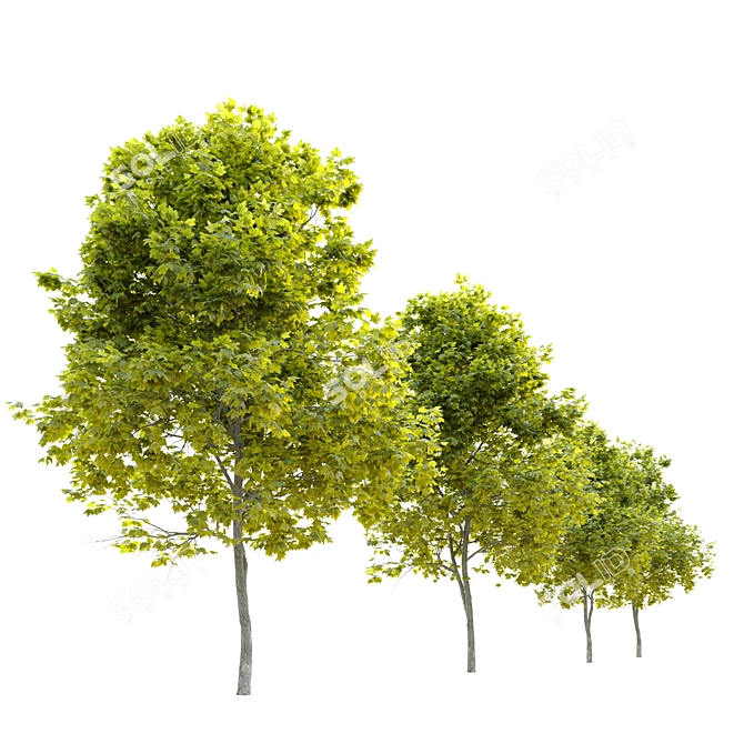 Cleveland Norway Maple: Twin Trees, 10-14m 3D model image 3