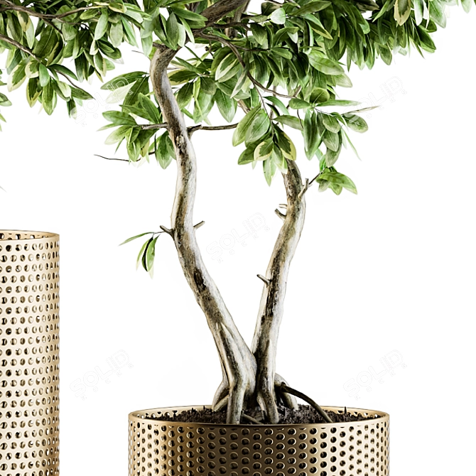 Bonsai Ficus: Indoor Plant Set 91 3D model image 2