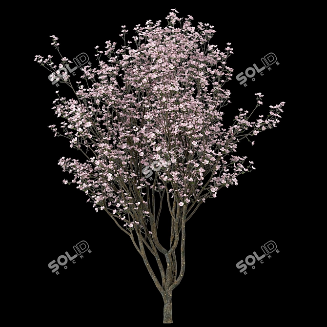 Blooming Cornus Florida Trees: Set of 2 3D model image 3