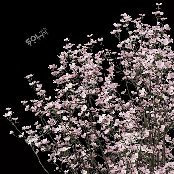 Blooming Cornus Florida Trees: Set of 2 3D model image 4