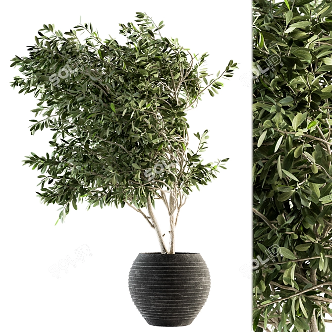 Olive Indoor Plant Set: Stylish Greenery for Your Home 3D model image 1