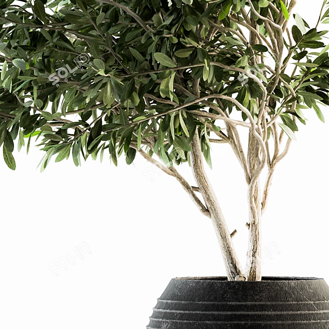 Olive Indoor Plant Set: Stylish Greenery for Your Home 3D model image 2