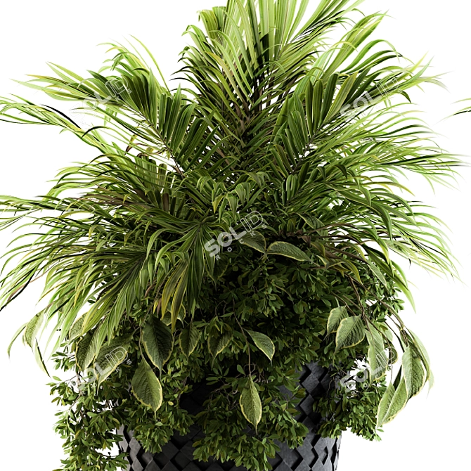 Tropical Elegance: Indoor Palm Set 3D model image 2