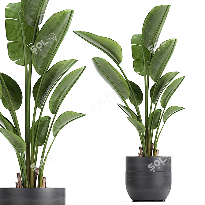 Tropical Banana Palm Collection 3D model image 1