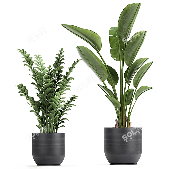 Exotic Tropical Plant Collection 3D model image 3