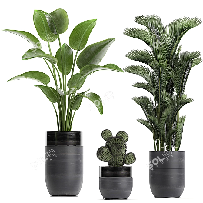 Exotic Tropical Plant Collection 3D model image 4