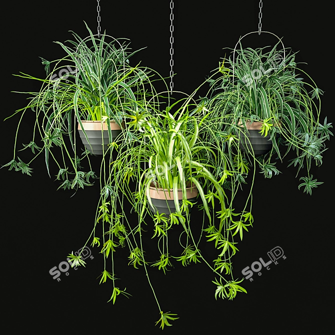 Low-Maintenance Spider Plants Combo 3D model image 1