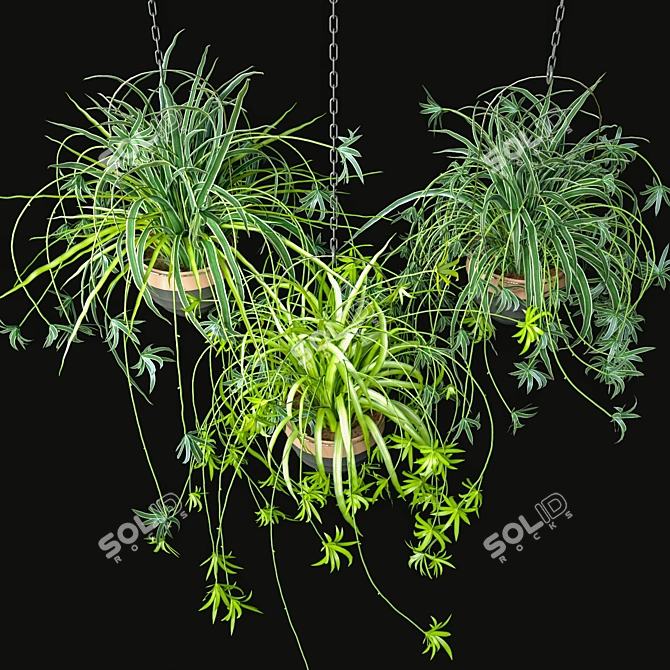 Low-Maintenance Spider Plants Combo 3D model image 2