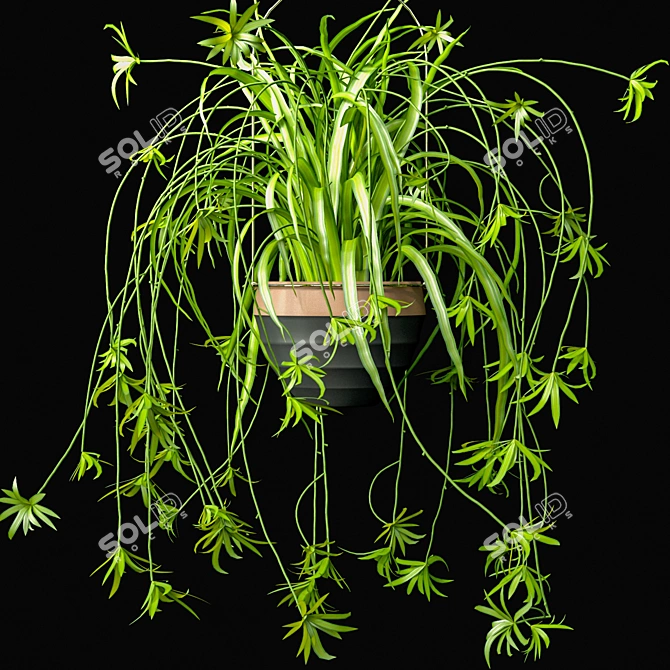 Low-Maintenance Spider Plants Combo 3D model image 3