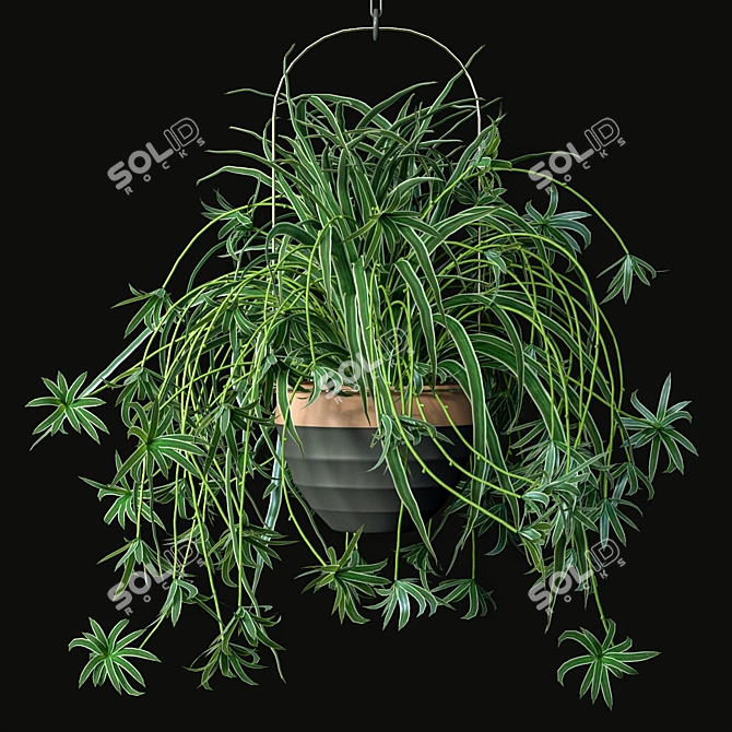 Low-Maintenance Spider Plants Combo 3D model image 4