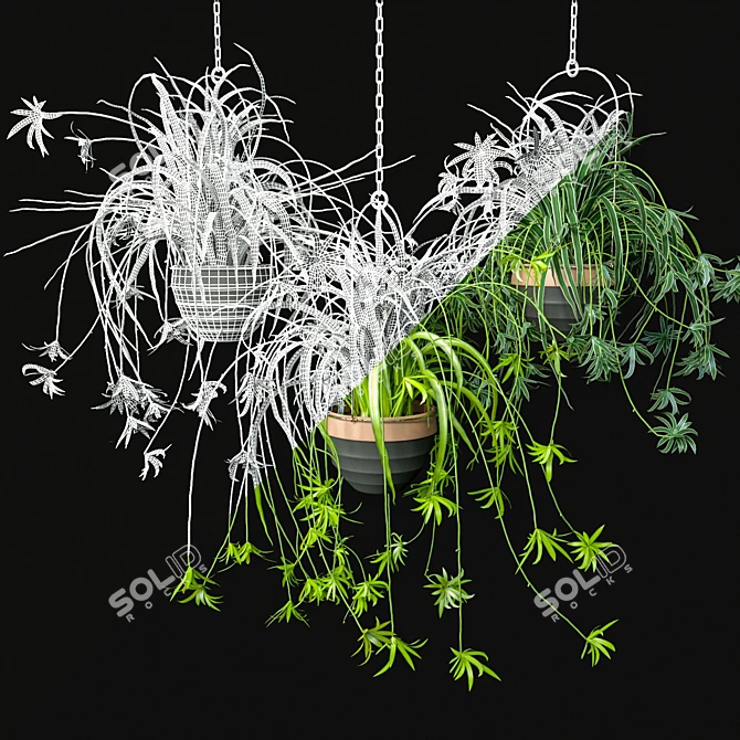 Low-Maintenance Spider Plants Combo 3D model image 5