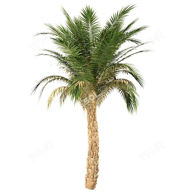 Set of 3 Silver Date Palm Trees 3D model image 3