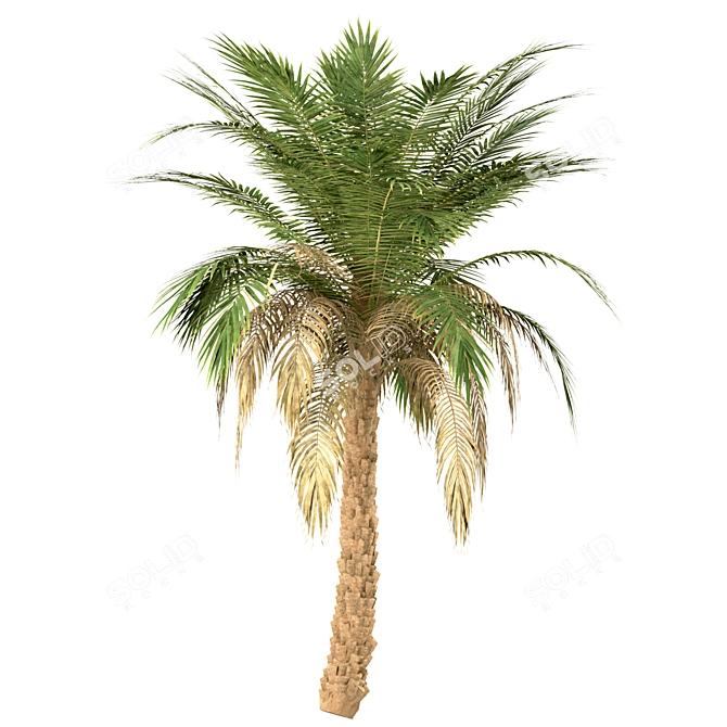 Set of 3 Silver Date Palm Trees 3D model image 4