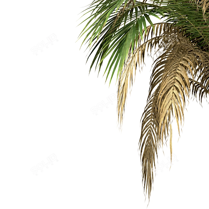 Set of 3 Silver Date Palm Trees 3D model image 5