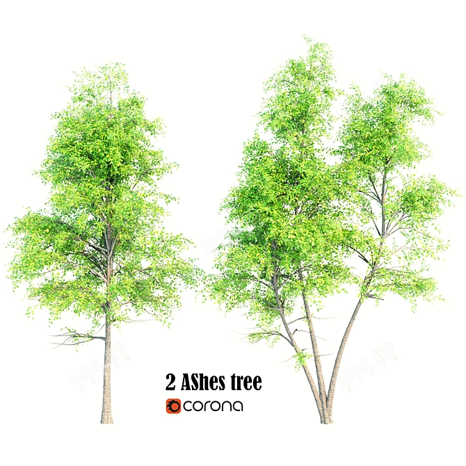 Double Ash Trees: 11m Tall 3D model image 1