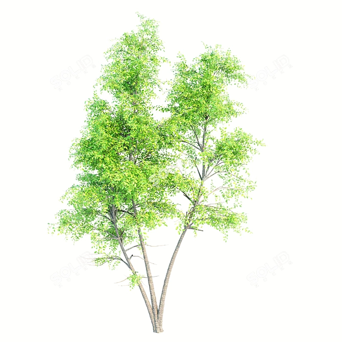Double Ash Trees: 11m Tall 3D model image 2