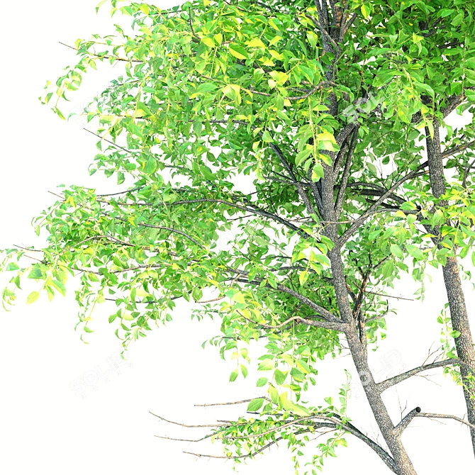 Double Ash Trees: 11m Tall 3D model image 3