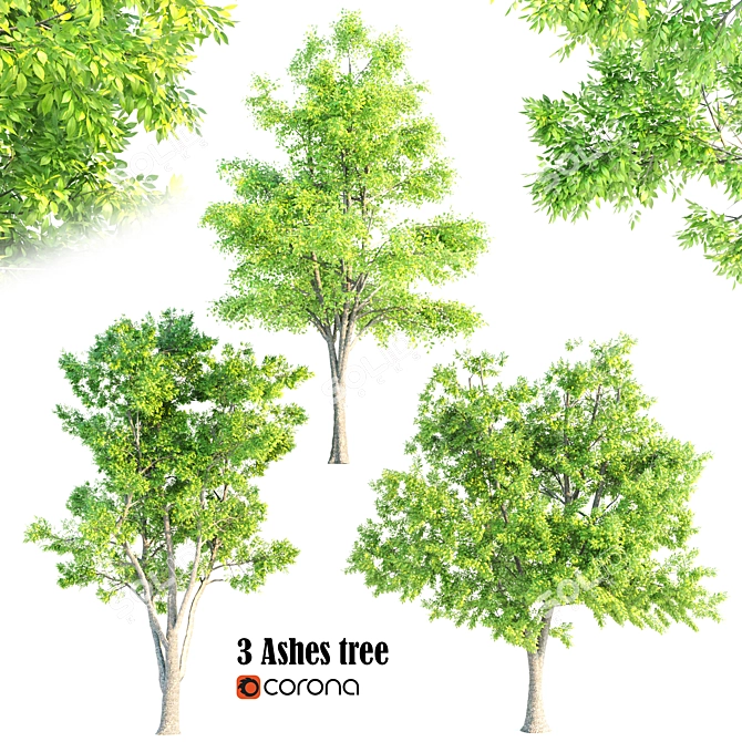 3 Premium Ash Trees | Heights: 11.3m, 12.30m, 13m 3D model image 4