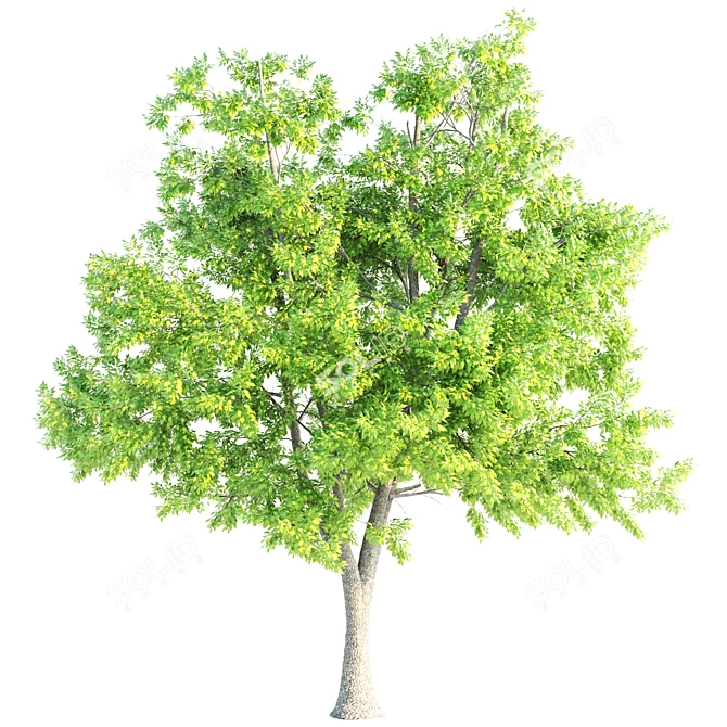 3 Premium Ash Trees | Heights: 11.3m, 12.30m, 13m 3D model image 1