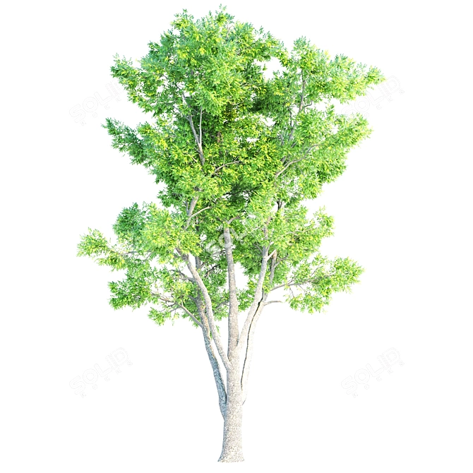 3 Premium Ash Trees | Heights: 11.3m, 12.30m, 13m 3D model image 3