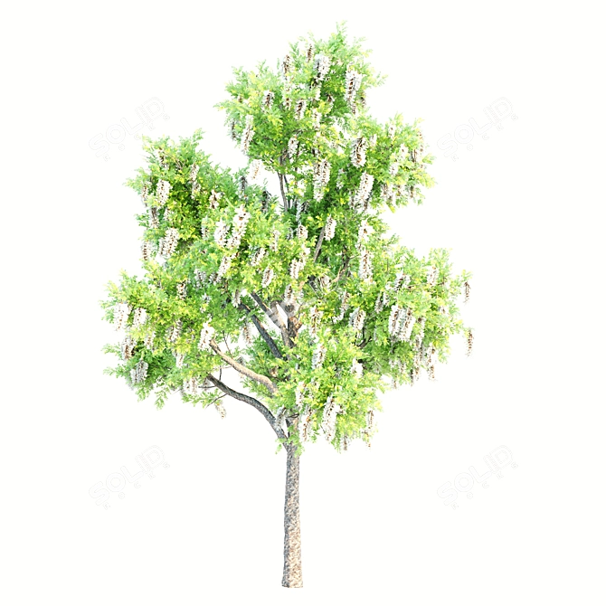 Assorted Tree Set: Acacia, Oak, Katsura 3D model image 4