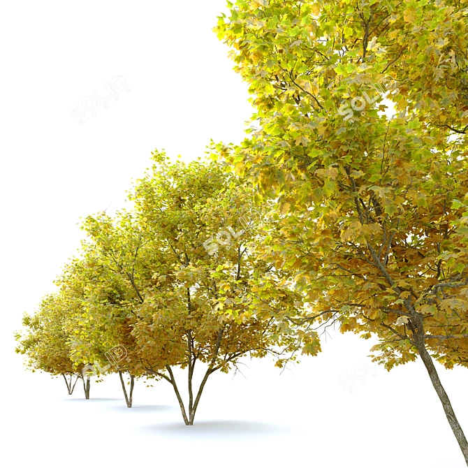 Acer Platanoides: Stunning Norway Maple 3D model image 3