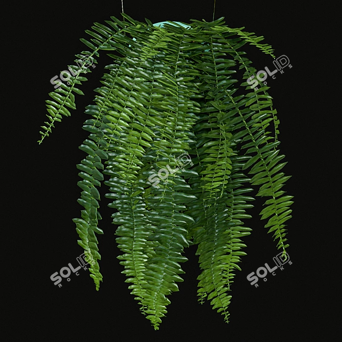 Indoor Hanging Plants Set 3D model image 4