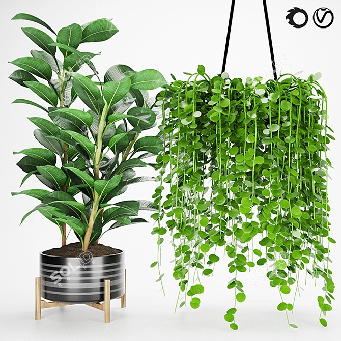 Easy Care Ficus & Elastica Collection 3D model image 1