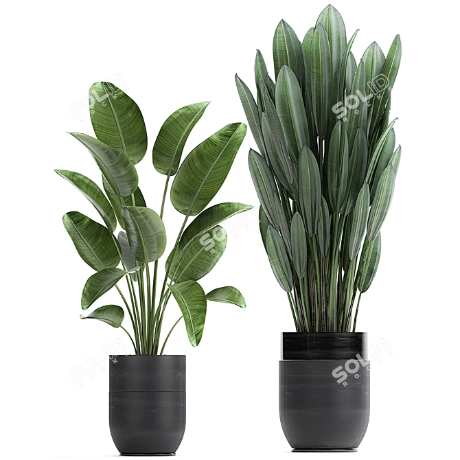 Tropical Plant Collection 3D model image 4