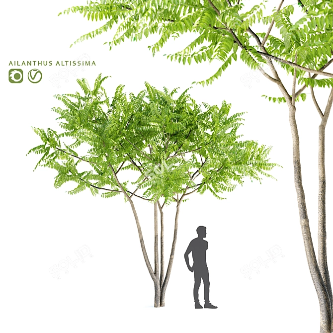 Aylant 3-in-1: Ailanthus Altissima Collection 3D model image 1