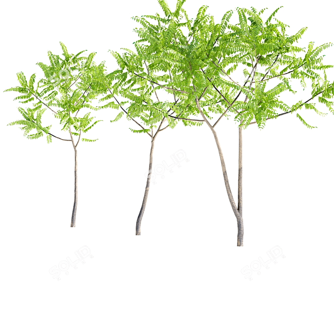 Aylant 3-in-1: Ailanthus Altissima Collection 3D model image 3