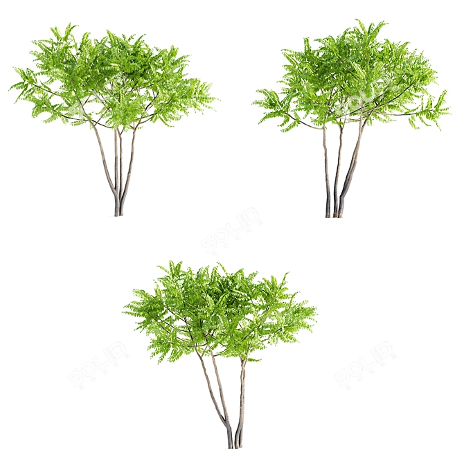 Aylant 3-in-1: Ailanthus Altissima Collection 3D model image 5