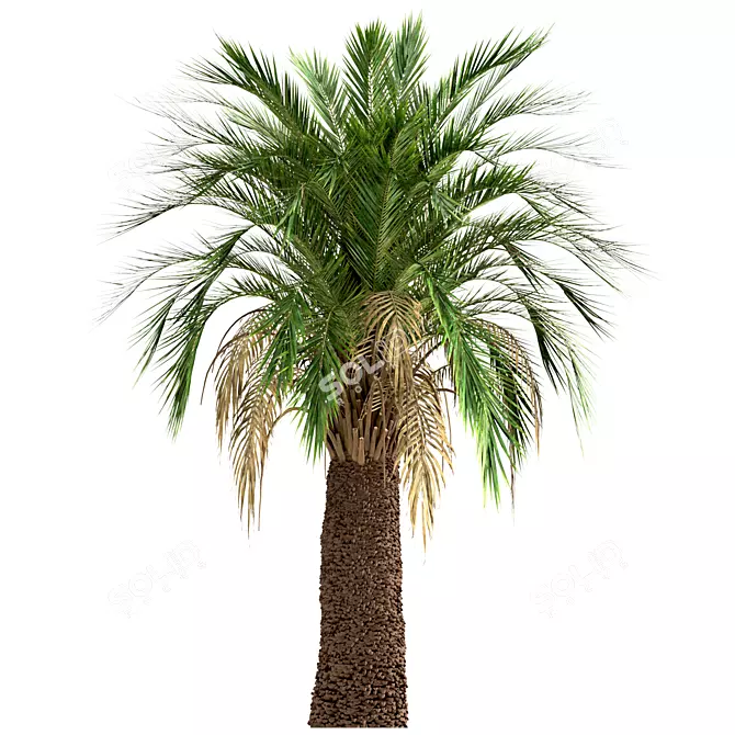 Majestic Macrozamia Moorei Palm Trio 3D model image 1