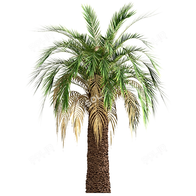 Majestic Macrozamia Moorei Palm Trio 3D model image 2
