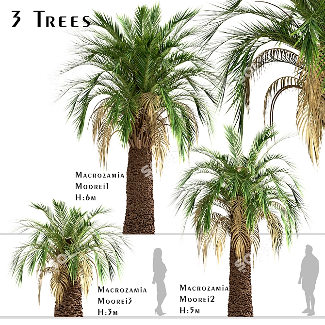 Majestic Macrozamia Moorei Palm Trio 3D model image 4