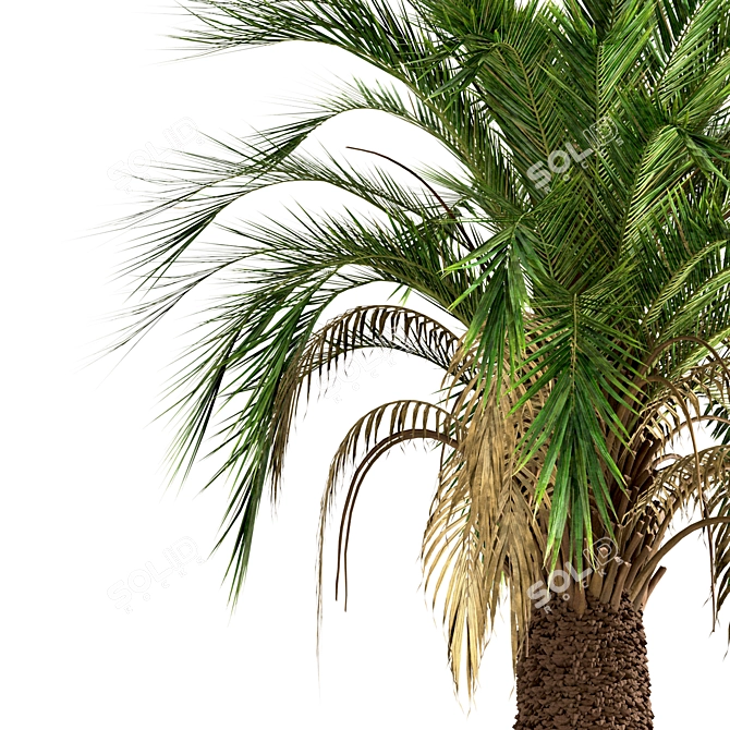 Majestic Macrozamia Moorei Palm Trio 3D model image 5