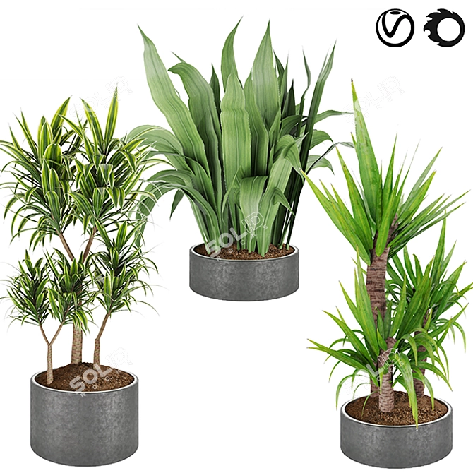 Lush Dracaena Collection: Vol. 6 3D model image 1