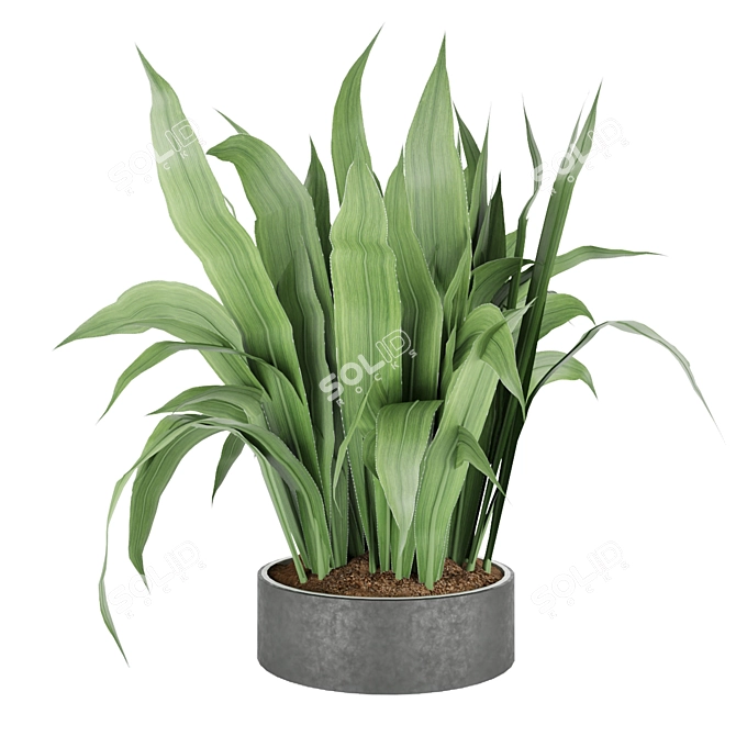 Lush Dracaena Collection: Vol. 6 3D model image 2