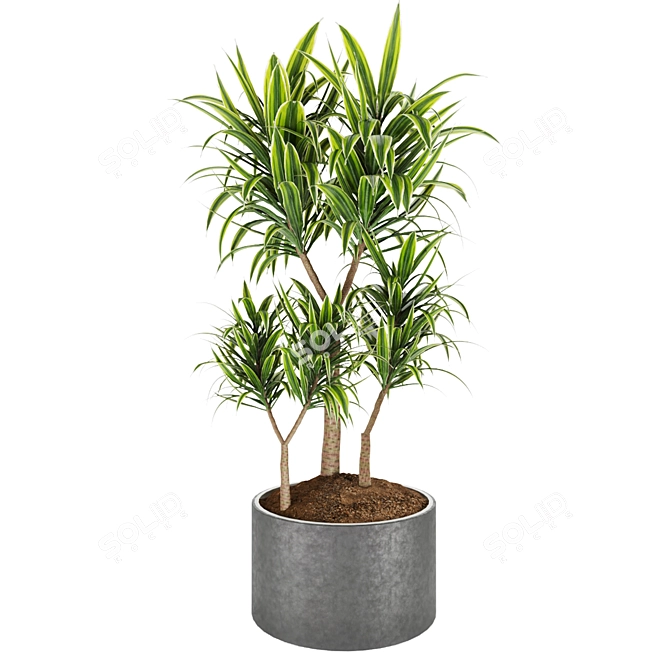 Lush Dracaena Collection: Vol. 6 3D model image 3