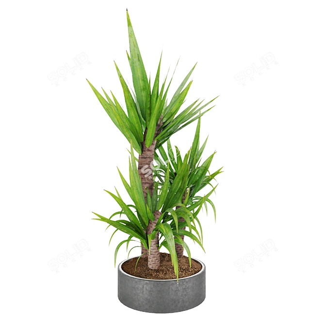 Lush Dracaena Collection: Vol. 6 3D model image 4