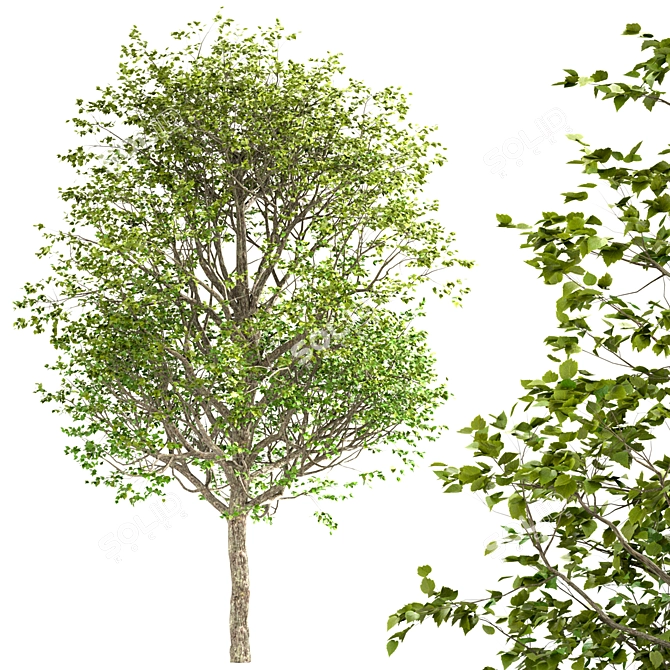 Exquisite Large-Leaved Linden Set 3D model image 2