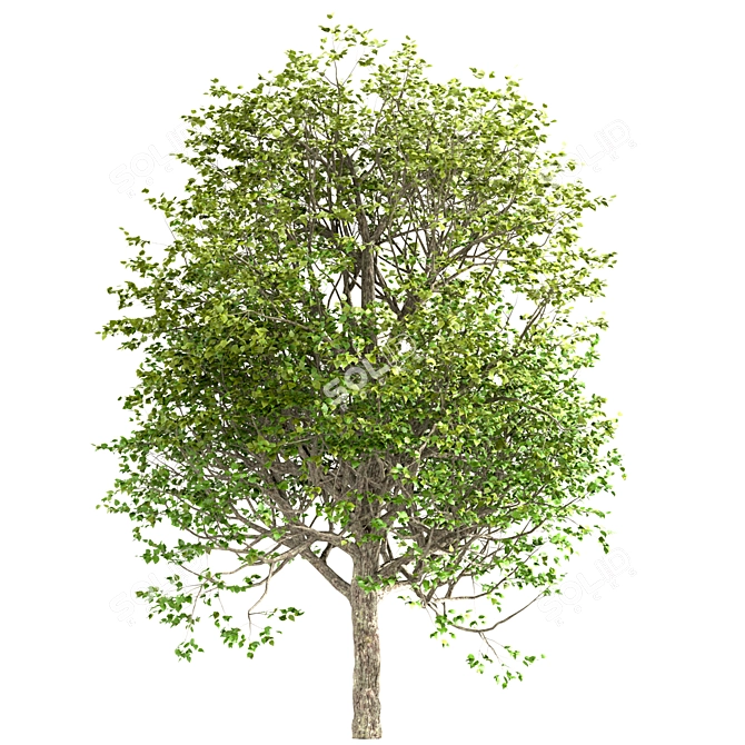 Exquisite Large-Leaved Linden Set 3D model image 3