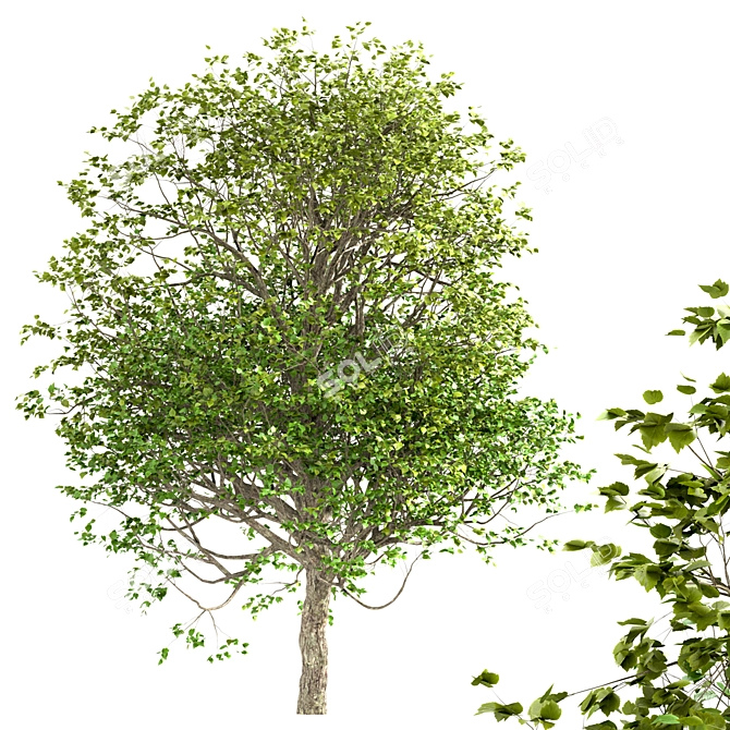 Exquisite Large-Leaved Linden Set 3D model image 4