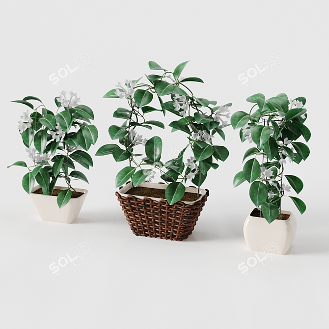 Stephanotis 3D Model - High Quality Mesh with Textures 3D model image 1