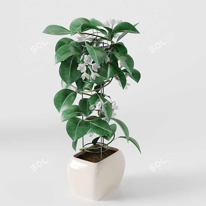 Stephanotis 3D Model - High Quality Mesh with Textures 3D model image 2