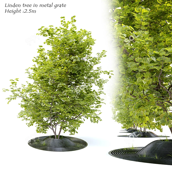 Linden Tree Metal Grate - 2.5m Height 3D model image 1