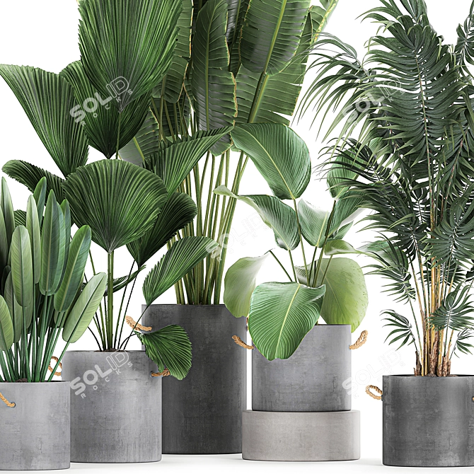 Exotic Plant Collection in Black Pots 3D model image 2