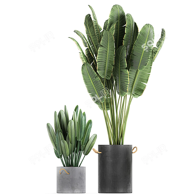 Exotic Plant Collection in Black Pots 3D model image 4